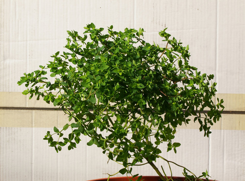 Euphorbia peplus / Euforbia minore